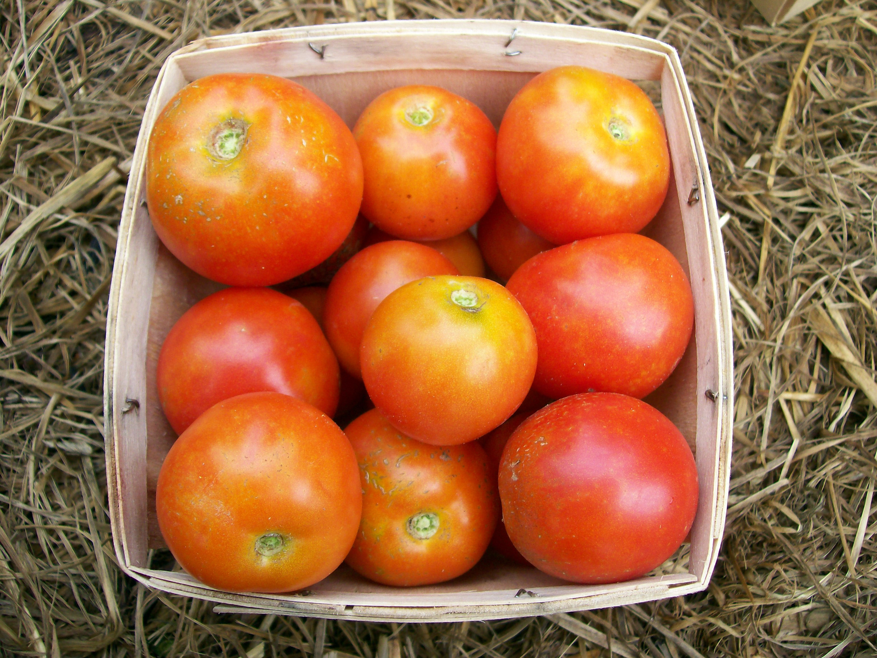 Glacier Tomato