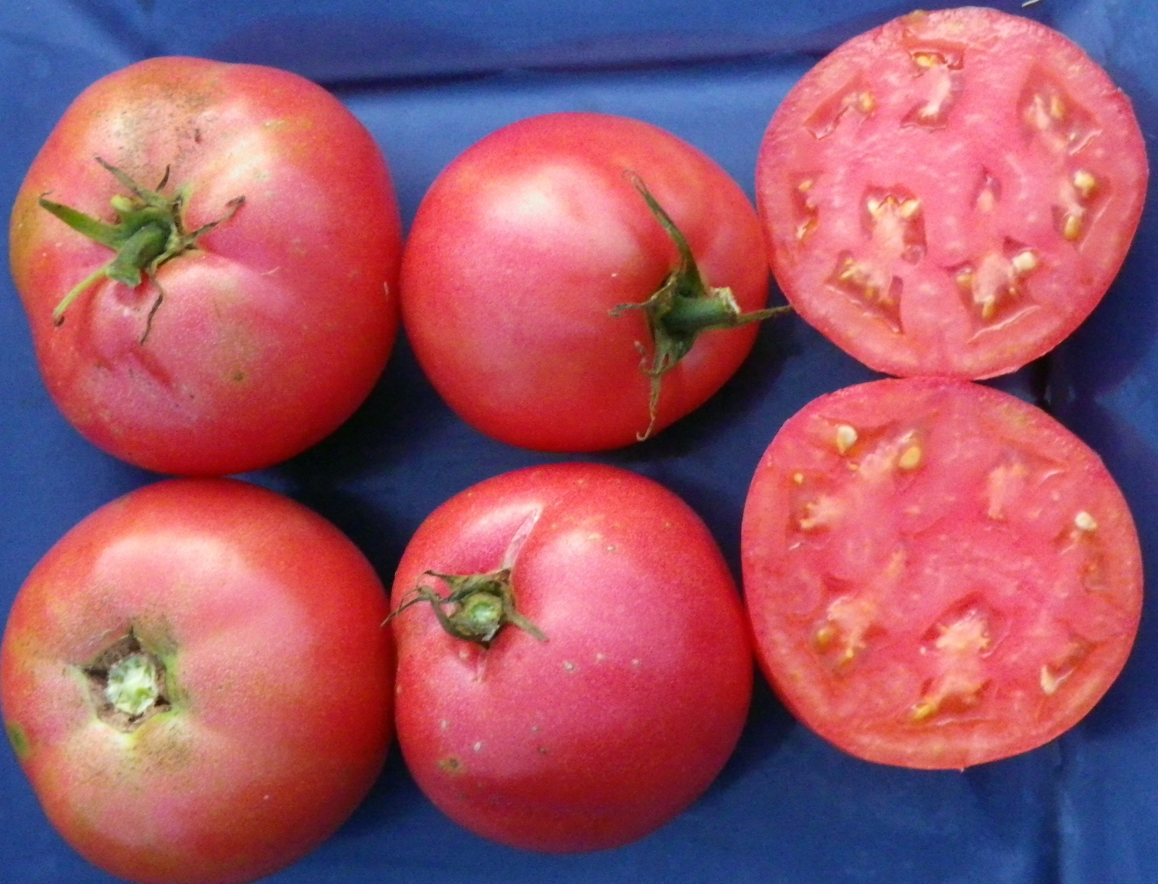 Illinois Beauty Tomato
