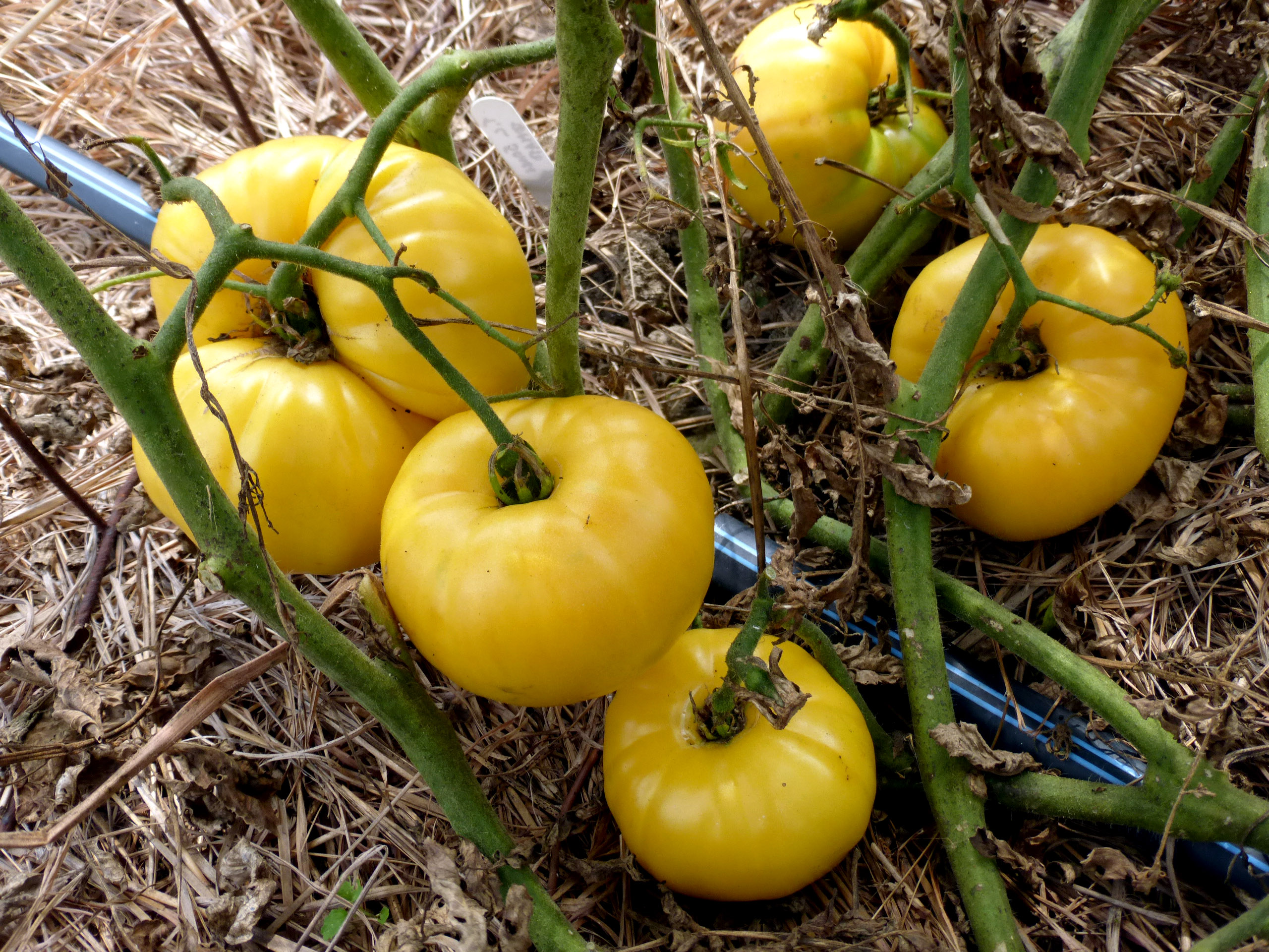 Tomato  White Rabbit Organic Tomato Seeds | TomatoFest