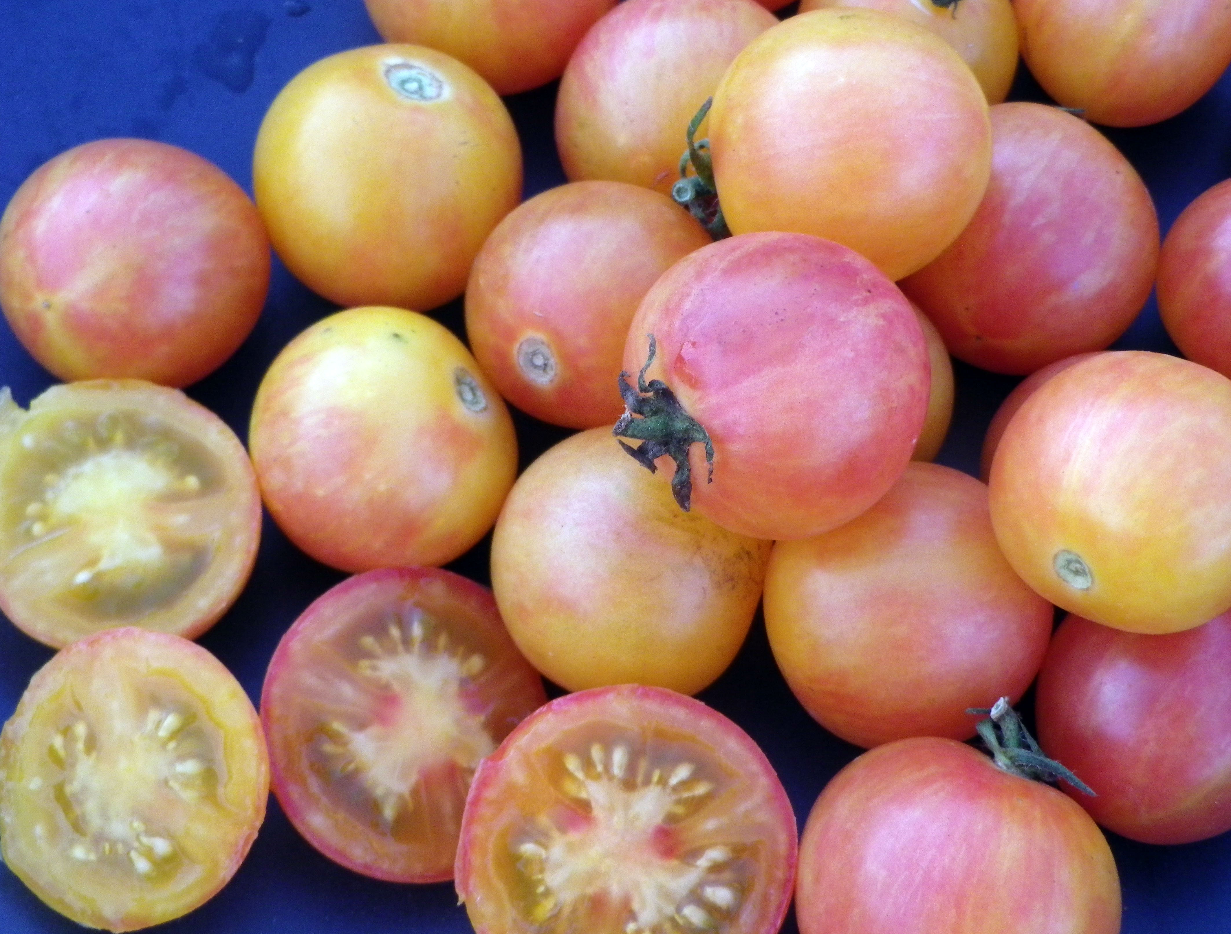 Tropical Sunset Cherry Tomato