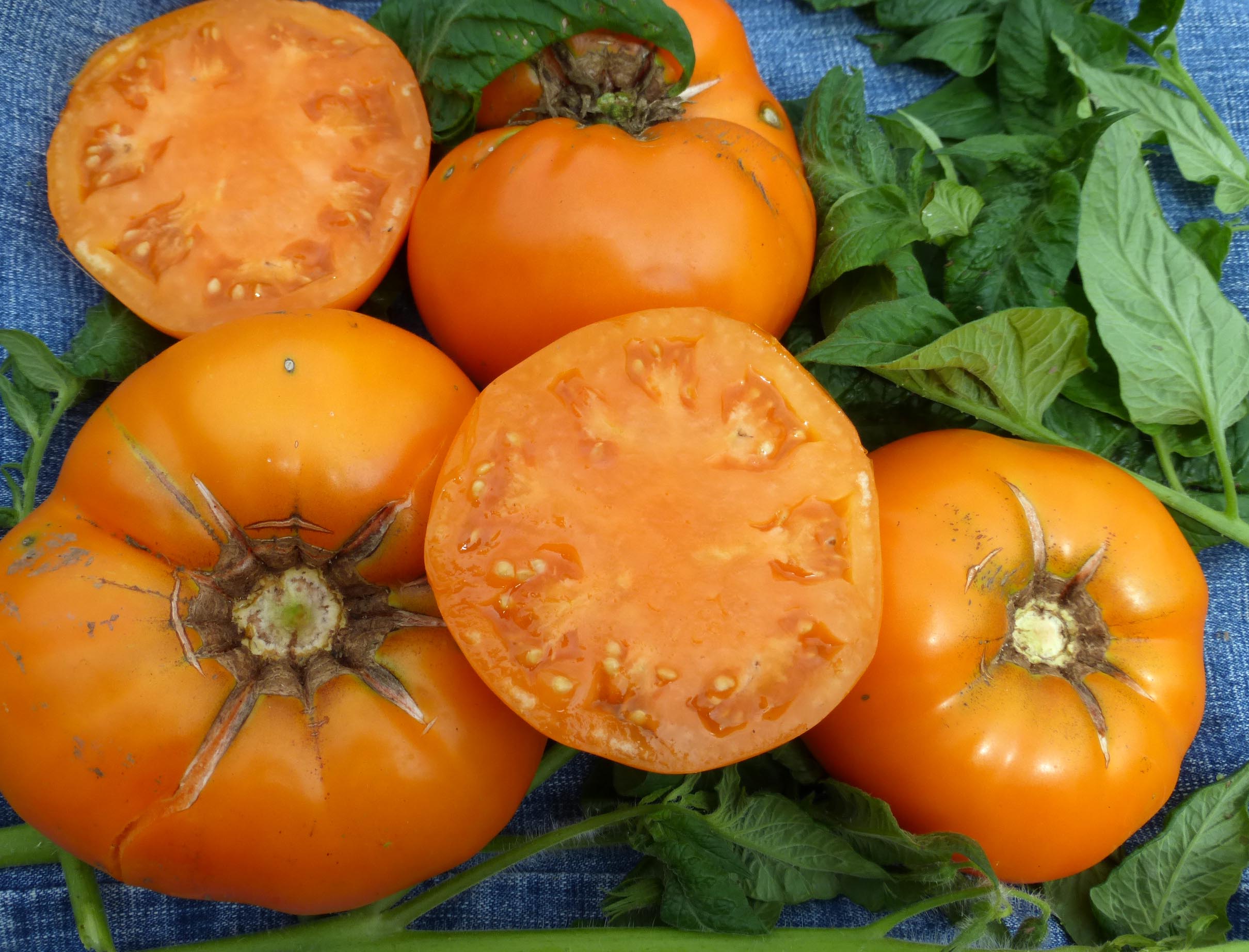 75 Yellow Brandywine Tomato Seeds Heirloom For '17  $1.69 Max Shipping/order 