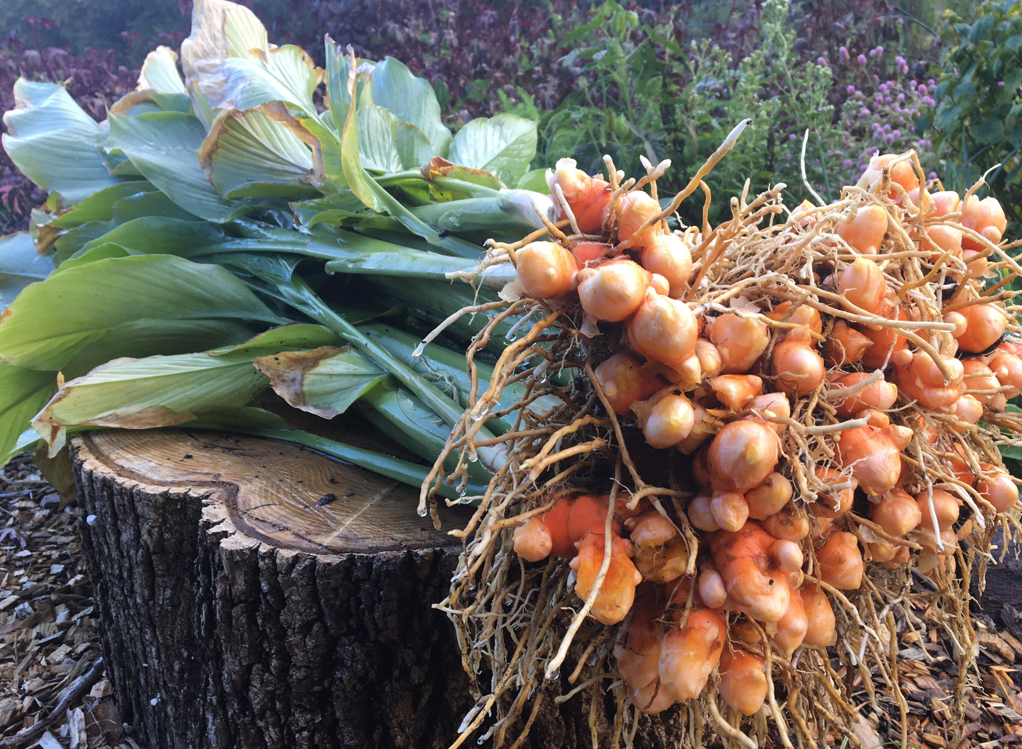 turmeric yellow rhizomes