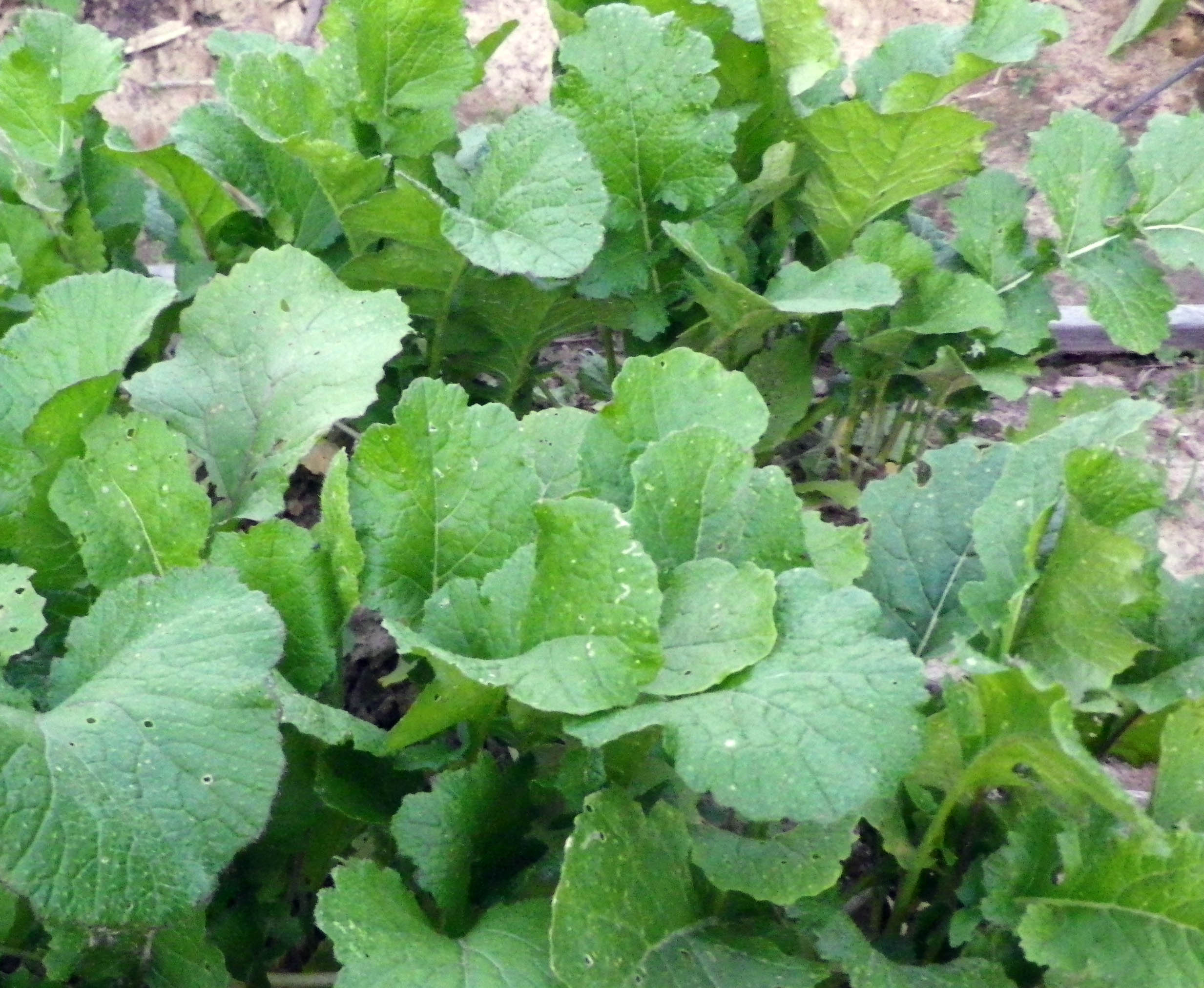 150 Seeds SEVEN-TOP-GREENS TURNIP SEEDS Delicious Fast Growing Greens