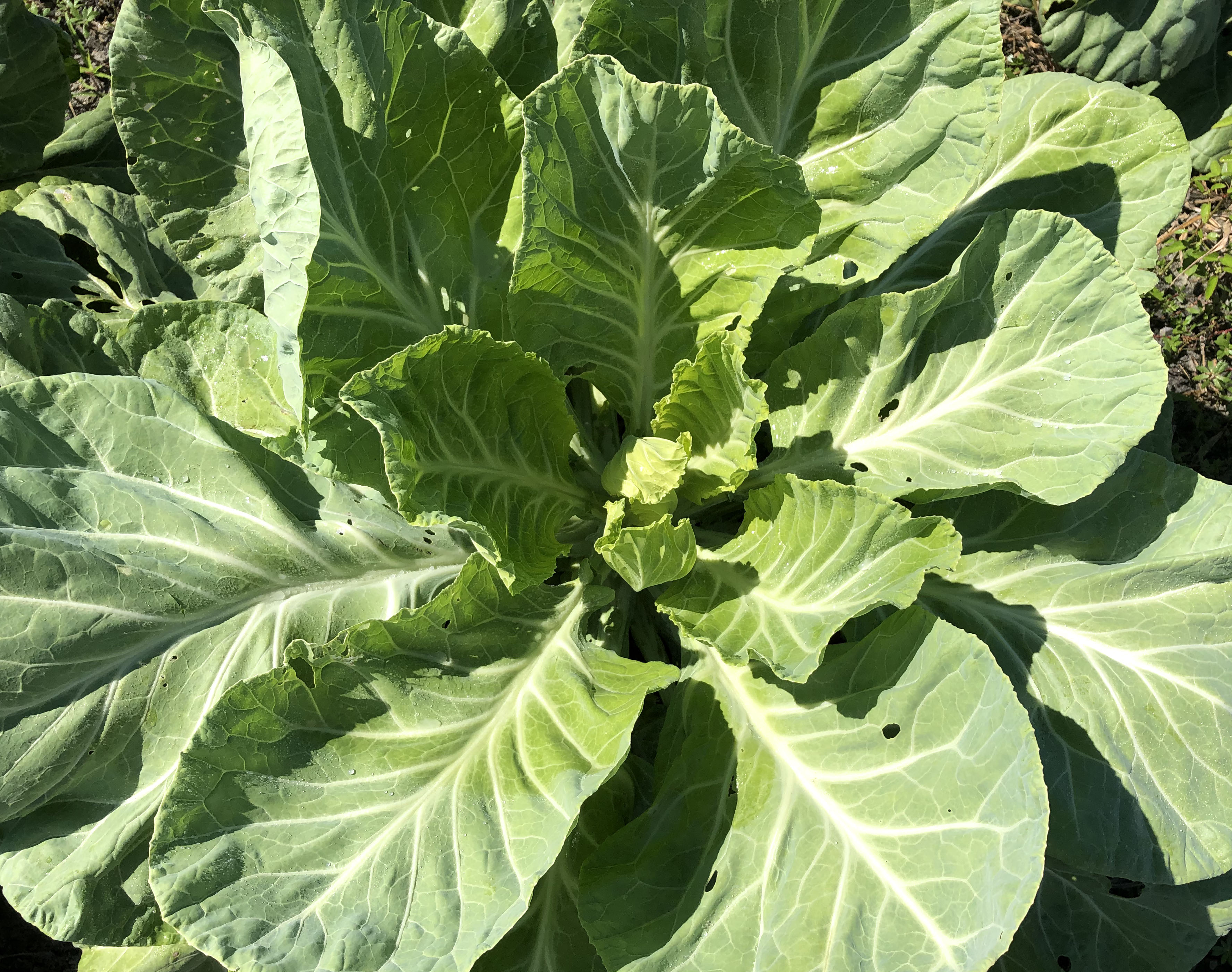 Whaley's Favorite Cabbage Collards