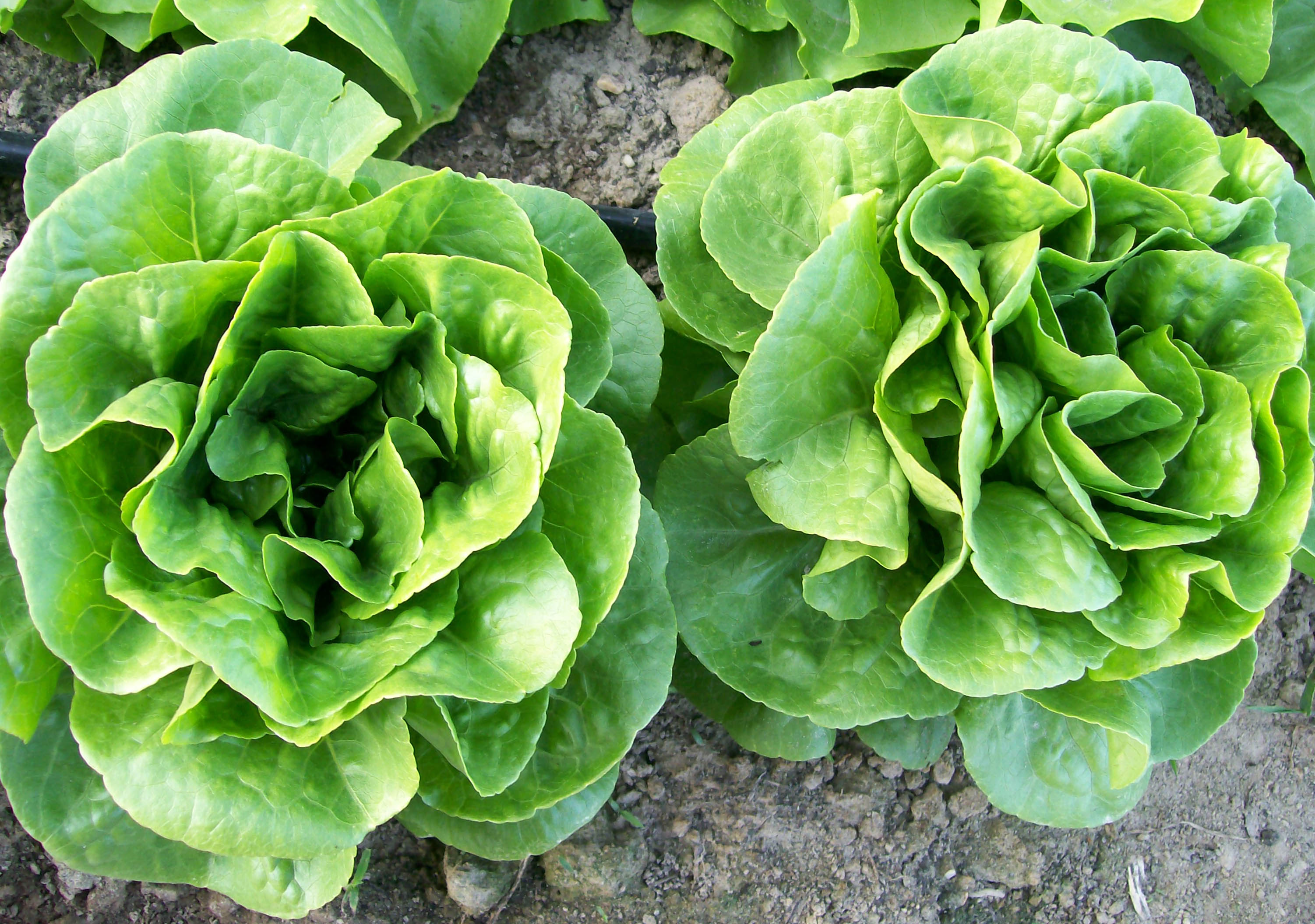 Winter Density Buttercos Lettuce