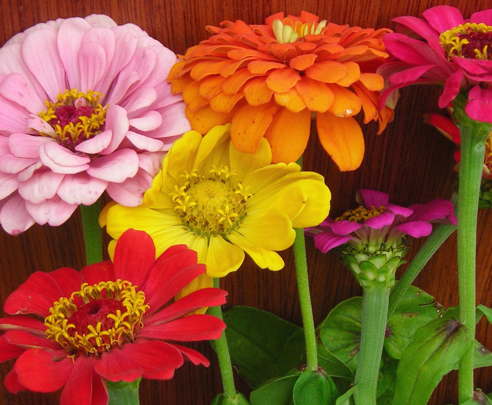 Zinnia, State Fair Mixed Colors
