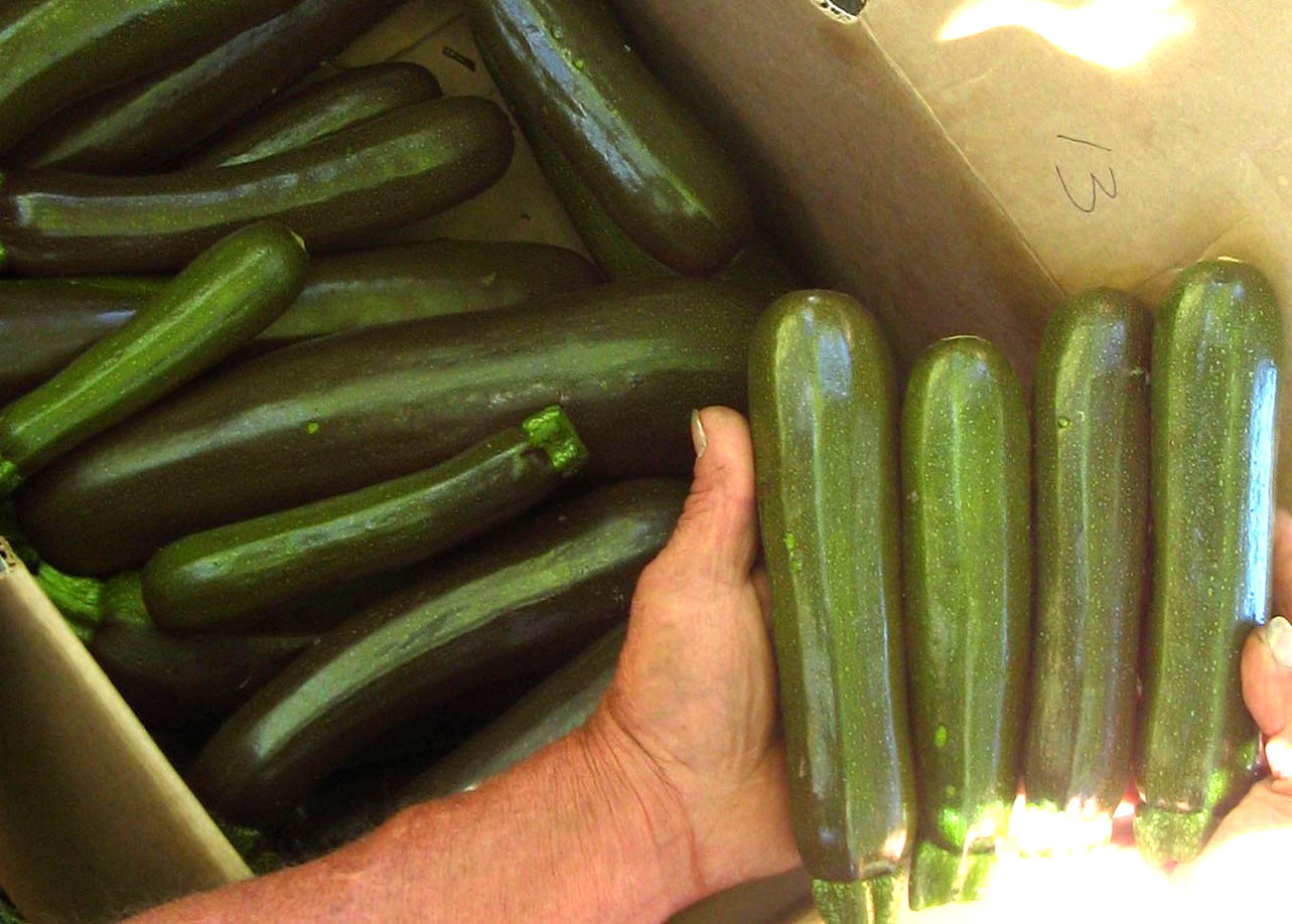 Dark Star Zucchini