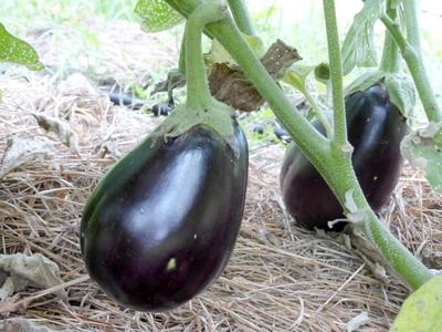 Product Image for Black Beauty Eggplant