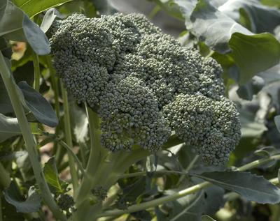 800 Seeds NT Broccoli Winter Blue Dark Green Compact Solid Vegetables Plants 