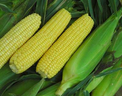 Product Image for Buhl Sweet Corn