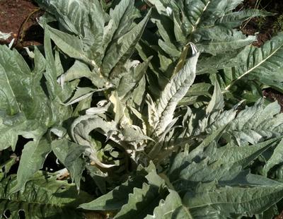 Product Image for Cardoon