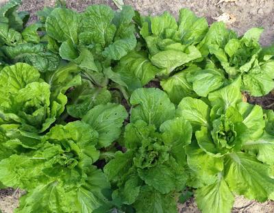 Product Image for Early Nozaki Chinese Cabbage