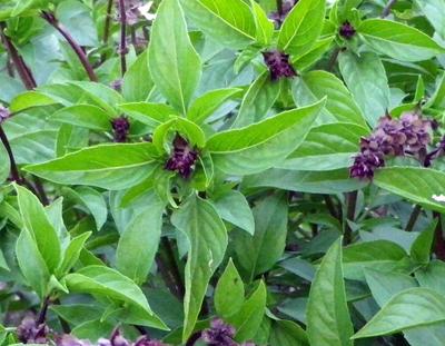 Product Image for Cinnamon Basil