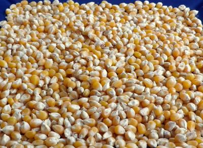Product Image for Dynamite (South American Yellow) Popcorn