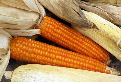 Product Image for Cateto Sulino Flint Corn