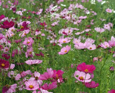 Product Image for Cosmos, Sensation Mix