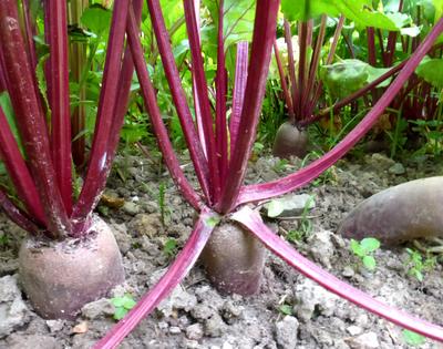 Product Image for Cylindra Beet