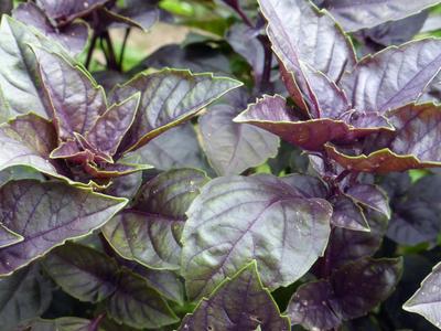 Product Image for Dark Opal Basil