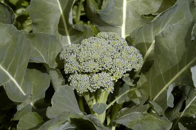 Product Image for De Cicco Broccoli