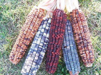 Product Image for Kentucky Rainbow Dent Corn