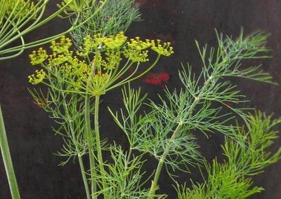 Product Image for Dill, Dukat