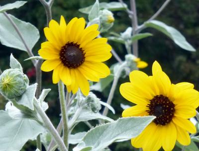 Product Image for Silverleaf Sunflower