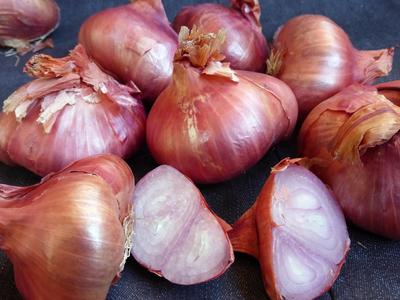 French Red Shallot Fall-Shipped Bulb Sets