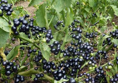 Product Image for Garden Huckleberry