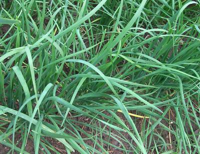 Product Image for Garlic Chives (Chinese Leeks, Chinese Chives)
