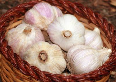 Product Image for German Extra-Hardy Hardneck Garlic