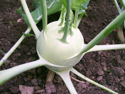 Product Image for Gigant Winter Kohlrabi