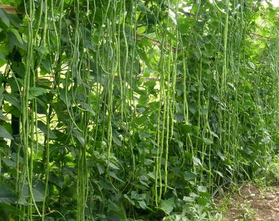 Asparagus Beans