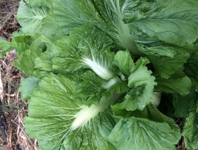 thumbnail image 2 of Old Fashioned Mustard Greens Seeds – Heirloom, Non-GMO – 100 Seeds By Country Creek 2 of 6