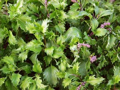 Product Image for Mrihani Basil