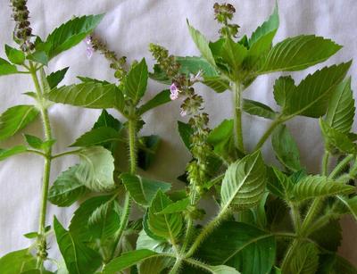 Product Image for Kapoor Tulsi (Holy Basil)