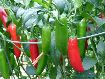 Serrano chili pepper sales