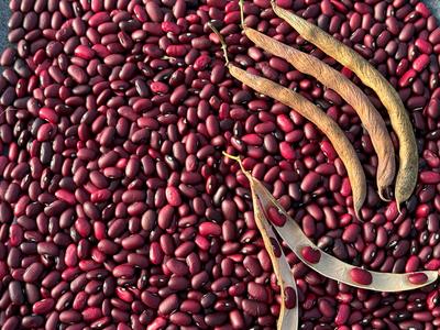 Beans
