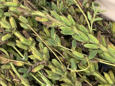 Product Image for Shirogoma White Sesame