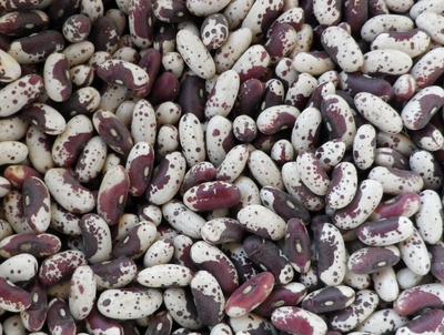Product Image for Jacob's Cattle (Trout) Bush Dry Bean