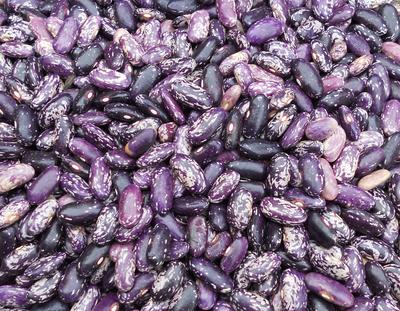 Product Image for Kebarika Bush Dry Bean