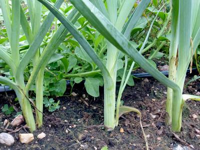 Product Image for King Richard Leek