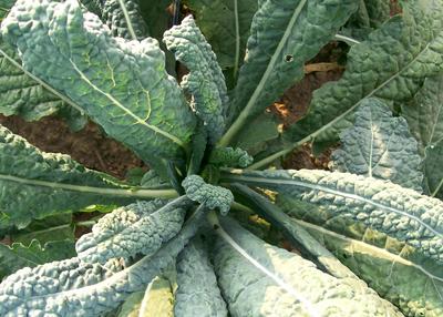Product Image for Lacinato (Dinosaur) Kale