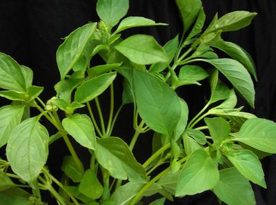 Product Image for Lemon Basil