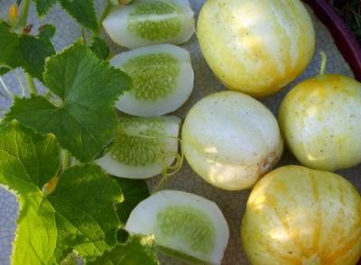 Product Image for Lemon Cucumber