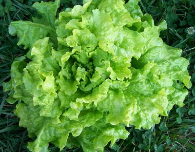 Product Image for Black-Seeded Simpson Looseleaf Lettuce