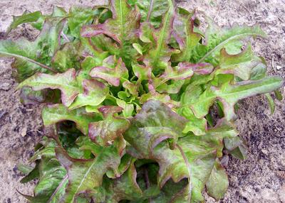 Product Image for Bronze Arrow Looseleaf Lettuce