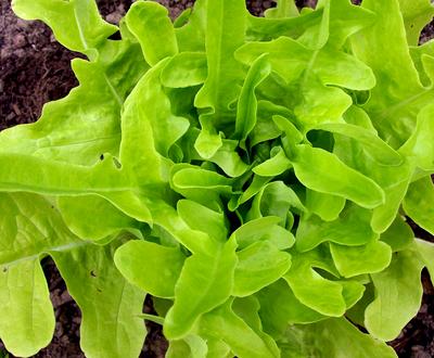 Product Image for Thai Oakleaf Looseleaf Lettuce