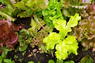 Wild Garden Lettuce Mix, 0.5 g
