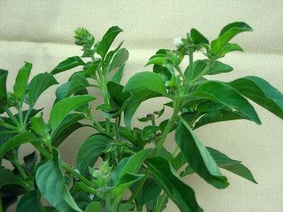 Product Image for Lime Basil