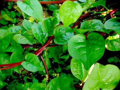 Product Image for Red Malabar Summer Spinach
